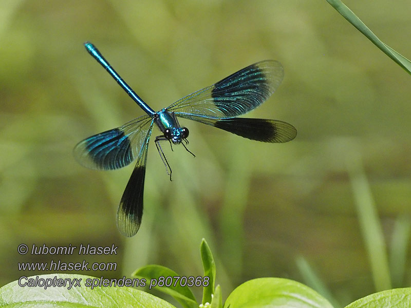 Calopteryx splendens