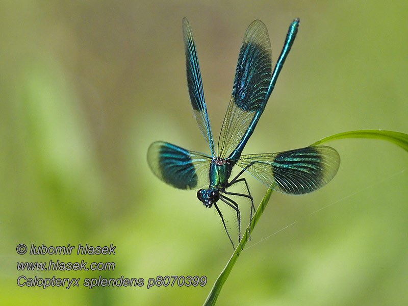 Calopteryx splendens