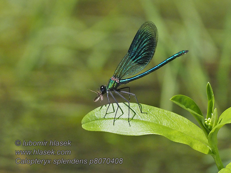 Calopteryx splendens