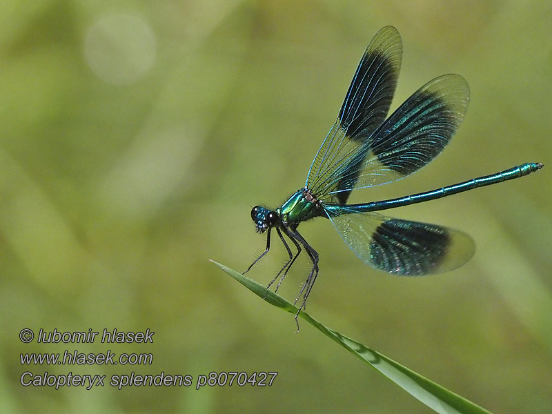 Calopteryx splendens