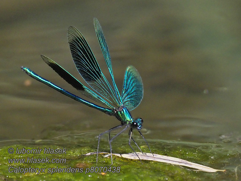 Calopteryx splendens