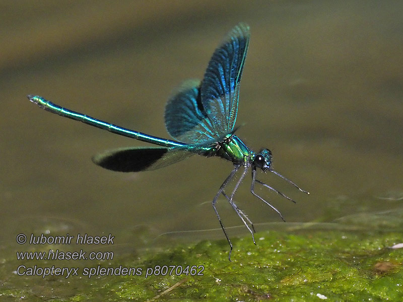 Calopteryx splendens