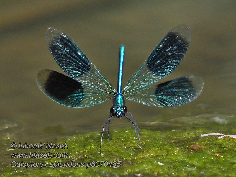 Calopteryx splendens