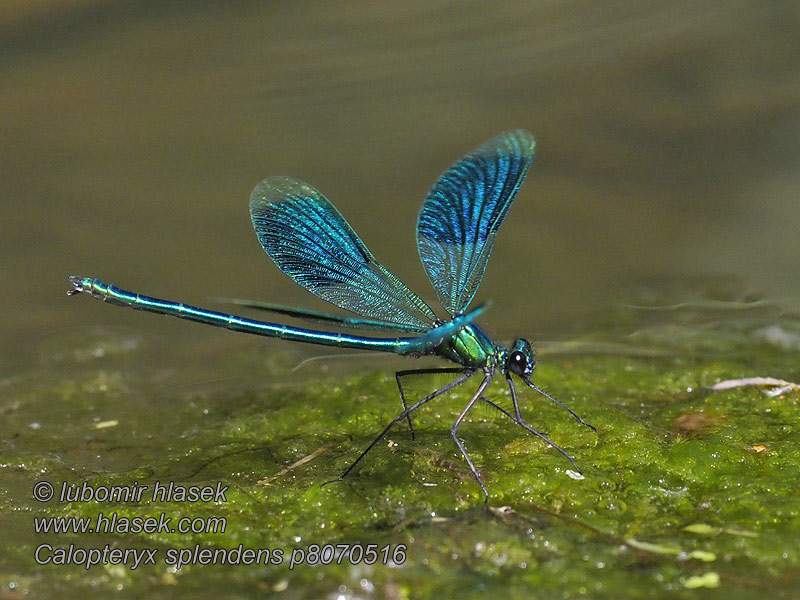 Calopteryx splendens