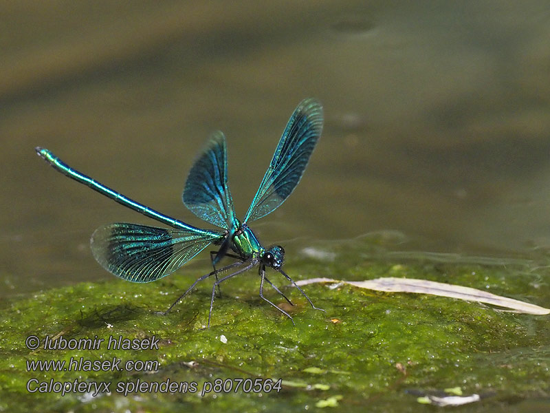 Calopteryx splendens