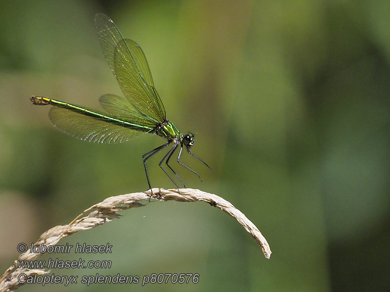 Calopteryx splendens