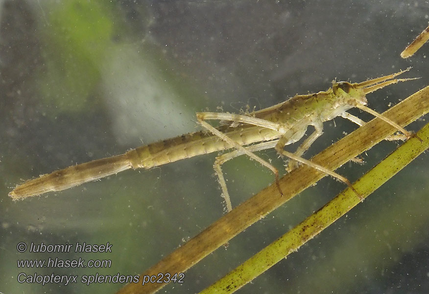 Calopteryx splendens