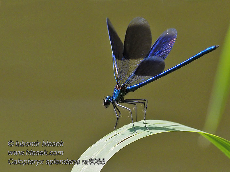 Calopteryx splendens