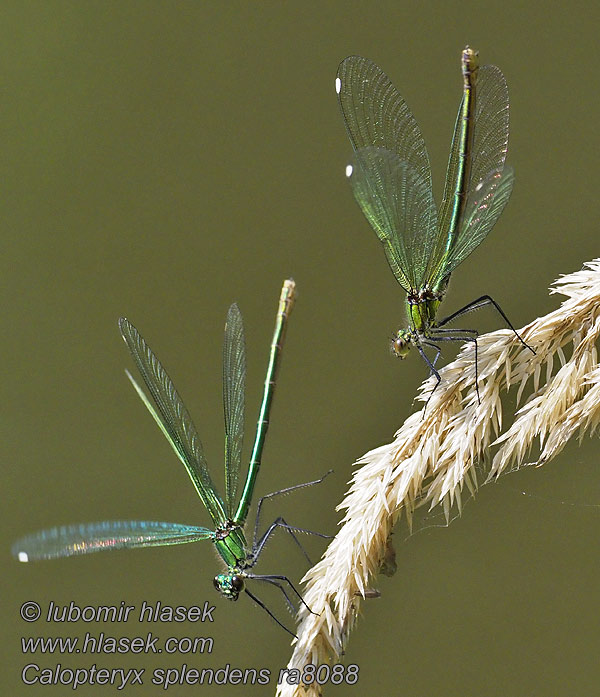 Calopteryx splendens