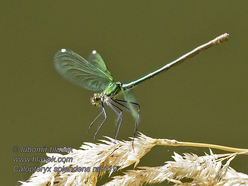 Calopteryx splendens