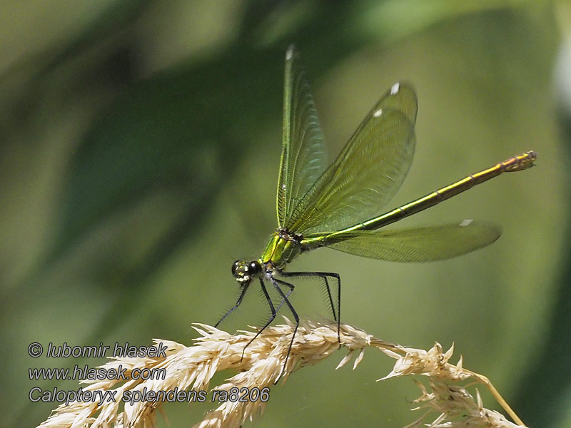 Calopteryx splendens