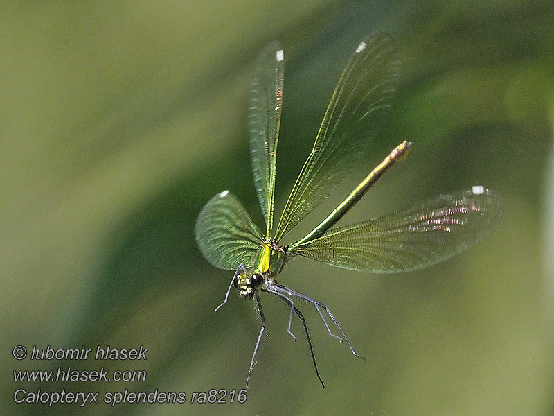 Calopteryx splendens