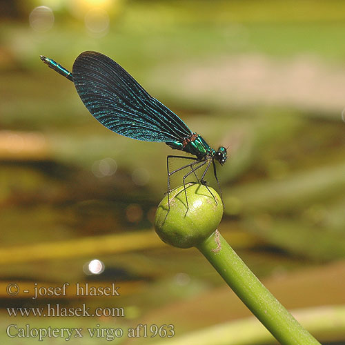 Calopteryx virgo Beautiful Demoiselle Blåvinget Pragtvandnymfe