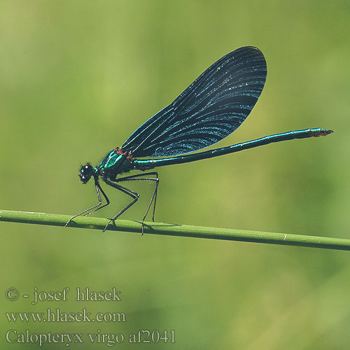 Calopteryx virgo Caloptéryx éclatant Bosbeekjuffer