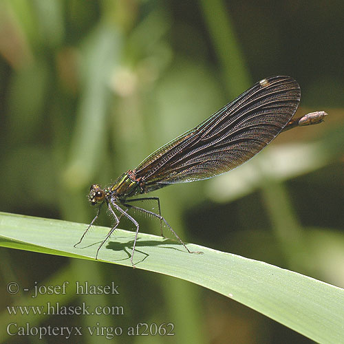 Calopteryx virgo Motýlice obecná Blå jungfruslända