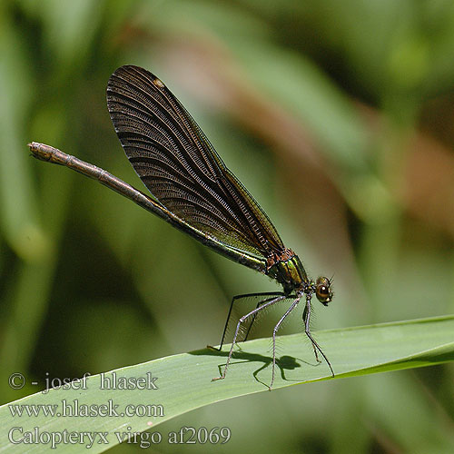 Calopteryx virgo Красотка-девушка