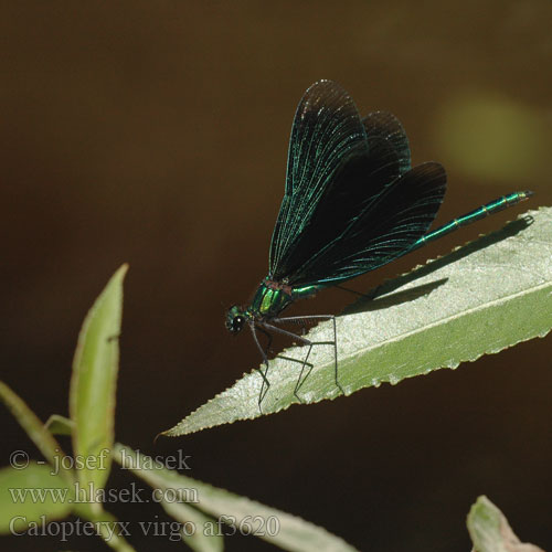 Beautiful Demoiselle Blåvinget Pragtvandnymfe Neidonkorento