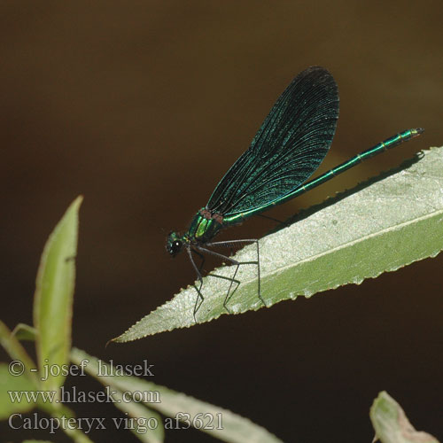 Calopteryx virgo af3621