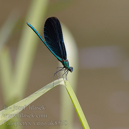 Calopteryx virgo ak8578