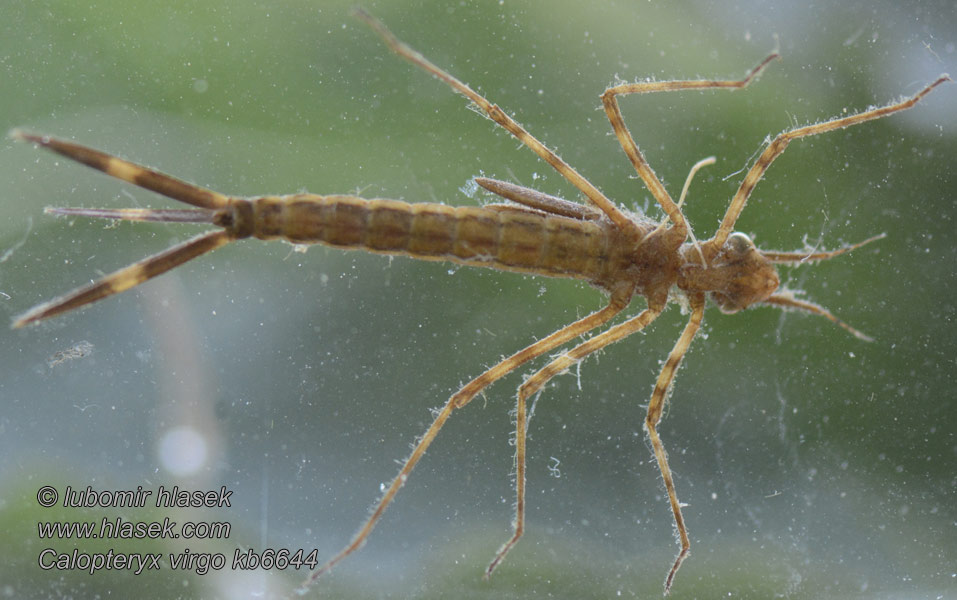 Calopteryx virgo