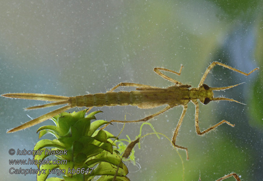 Calopteryx virgo