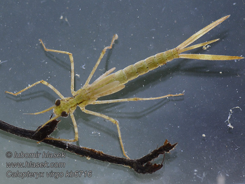 Calopteryx virgo