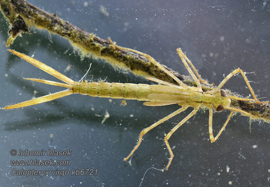 Calopteryx virgo