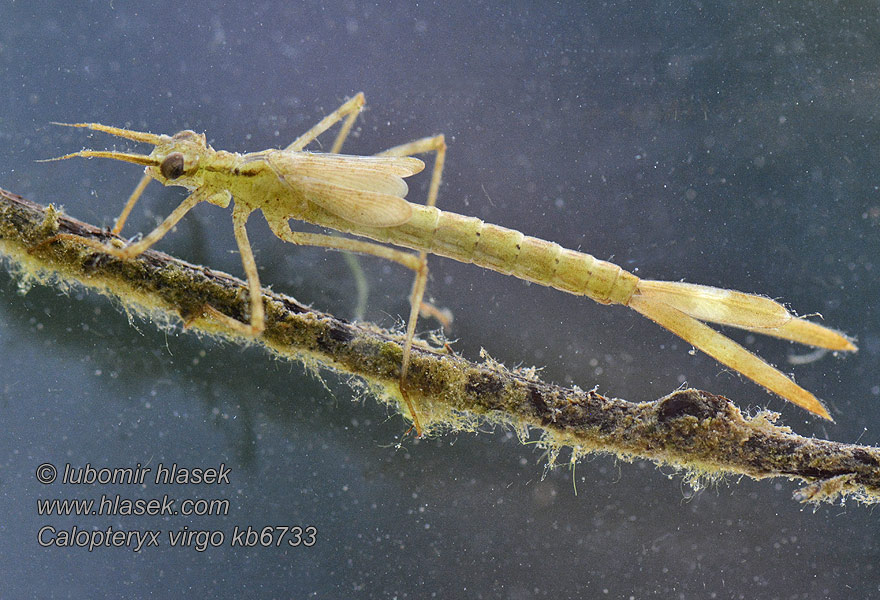 Calopteryx virgo