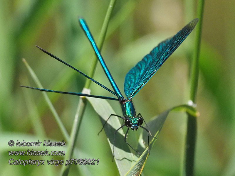 Calopteryx virgo