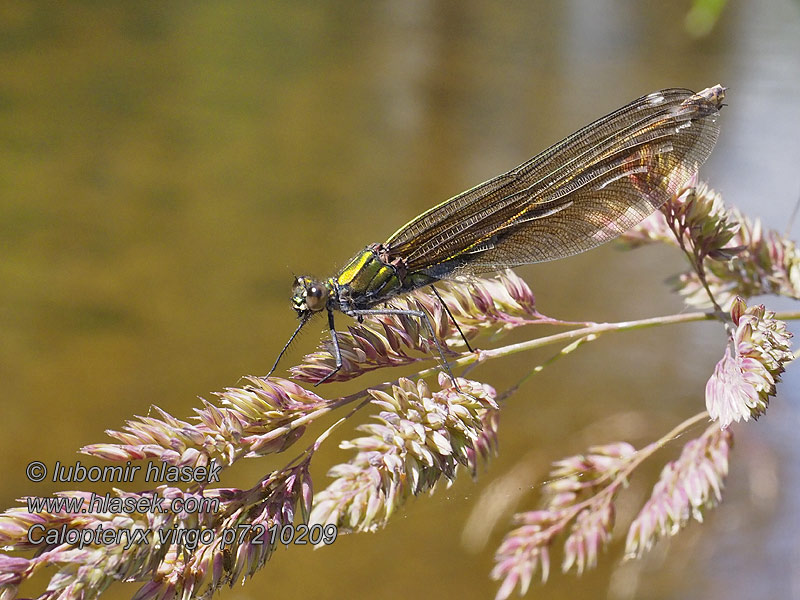 Calopteryx virgo