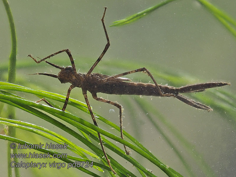 Calopteryx virgo