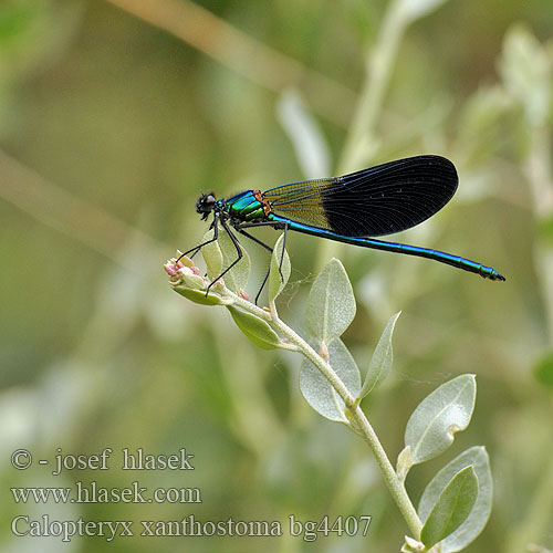 Calopteryx xanthostoma Western Demoiselle Yellow-tailed Südwestliche Prachtlibelle Iberische beekjuffer Caloptéryx occitan Ventre jaune