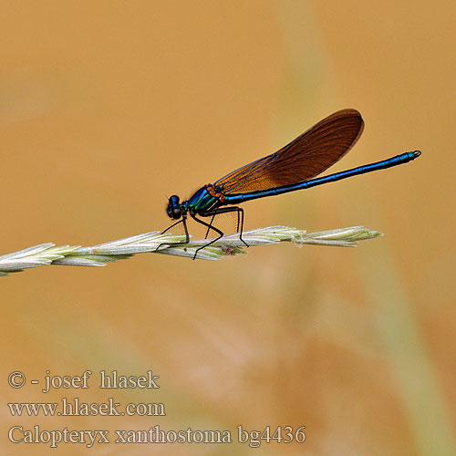 Südwestliche Prachtlibelle Iberische beekjuffer Caloptéryx occitan Ventre jaune Calopteryx xanthostoma Western Demoiselle Yellow-tailed