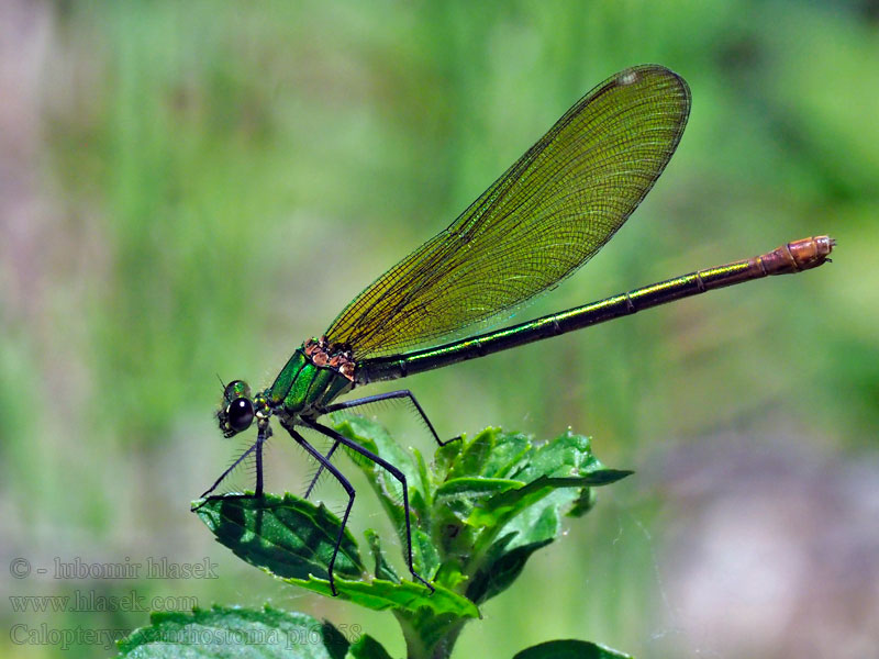 Western Demoiselle Yellow-tailed Südwestliche Prachtlibelle Calopteryx xanthostoma