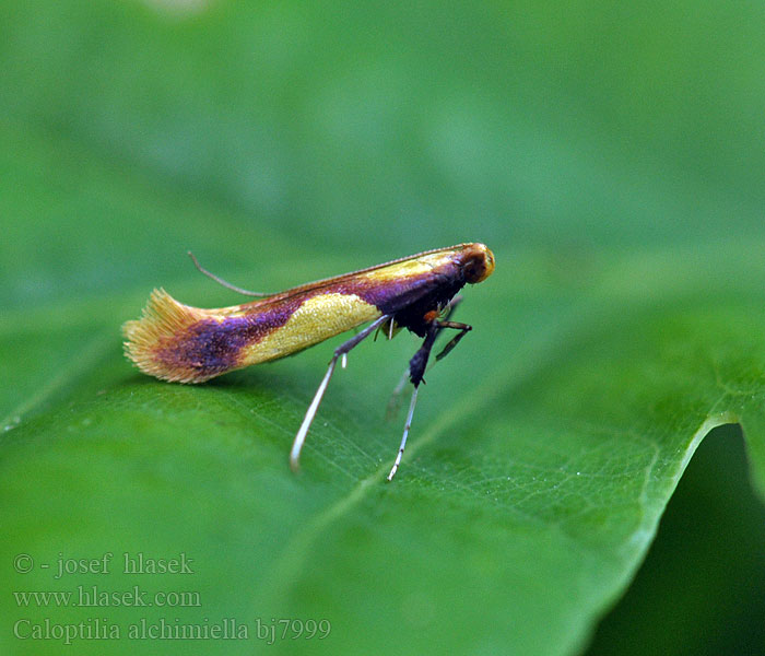 Caloptilia alchimiella Phalaena Vzpřímenka dubová