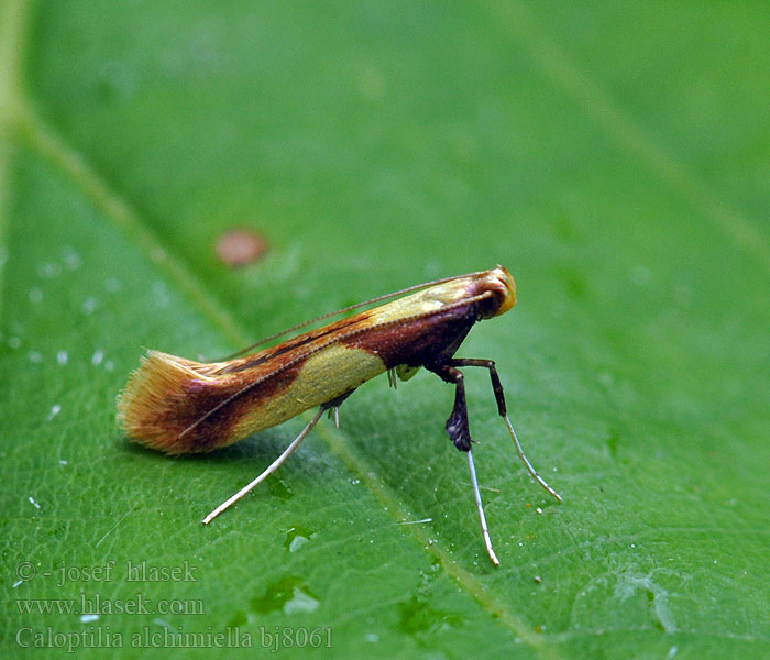 Caloptilia alchimiella Yellow-triangle slender Psotka dubová