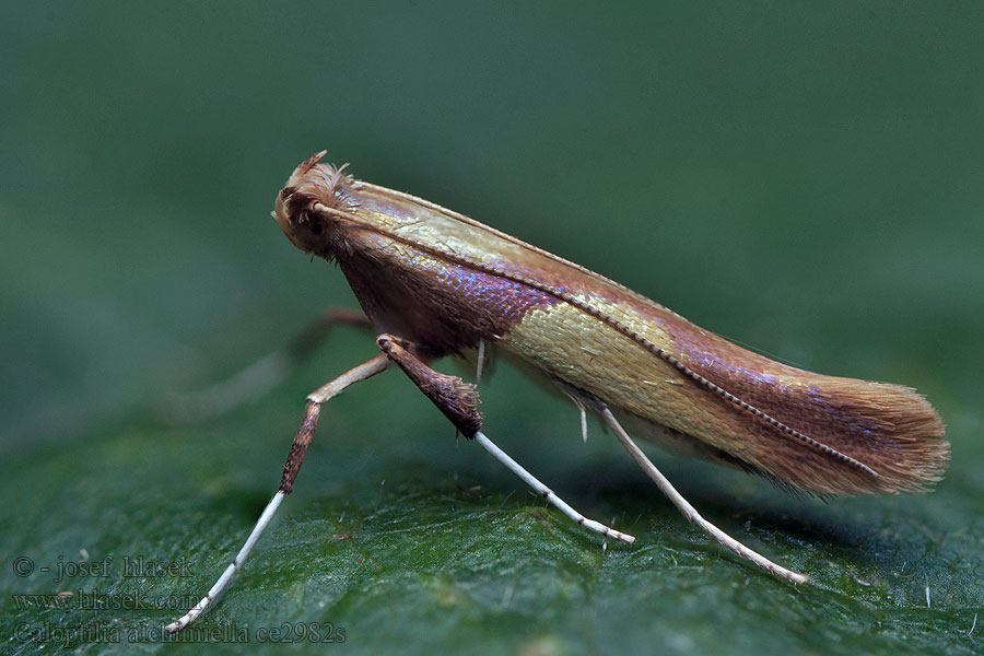 Yellow-triangle slender Caloptilia alchimiella