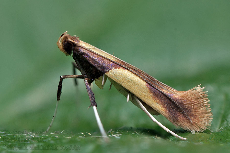 Psotka dubová Caloptilia alchimiella