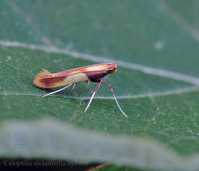 Caloptilia alchimiella Моль-пестрянка дубовая Goudvleksteltmot