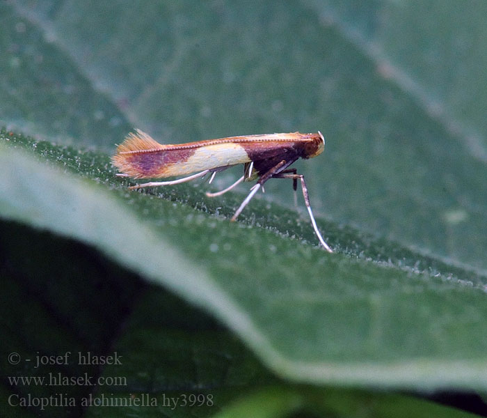 Caloptilia alchimiella Tölgygöngyölő keskenymoly Större ekstyltmal