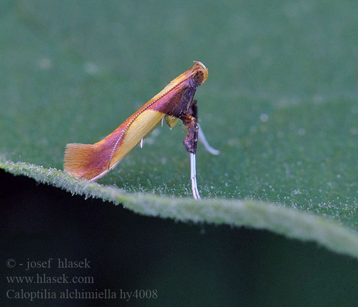 Caloptilia alchimiella Vzpřímenka dubová