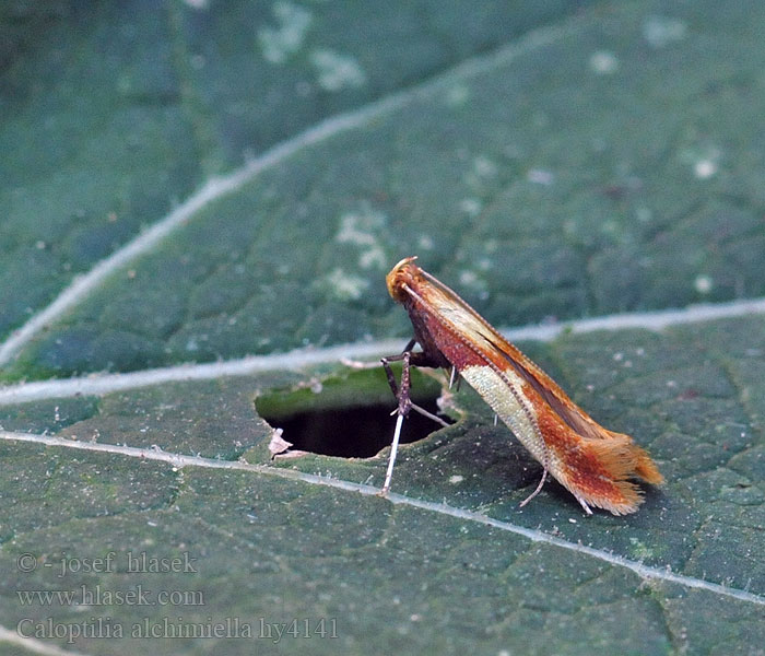 Caloptilia alchimiella Yellow-triangle slender