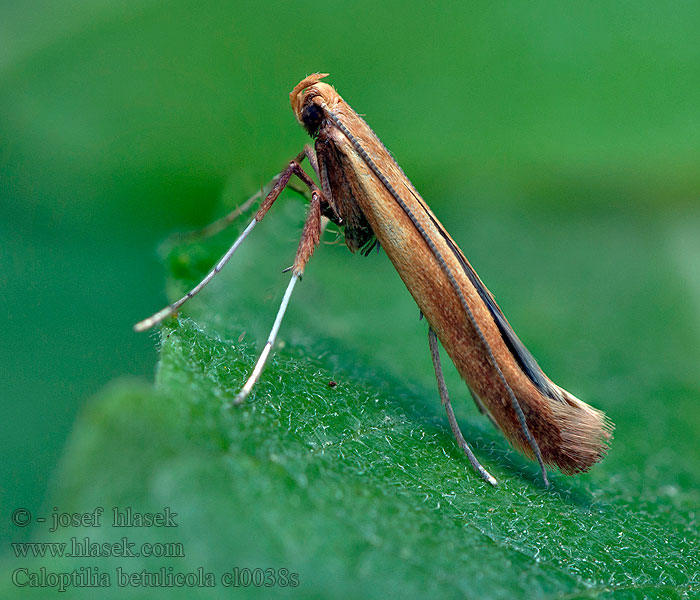 Caloptilia betulicola Red Birch Slender Psotka brezinová