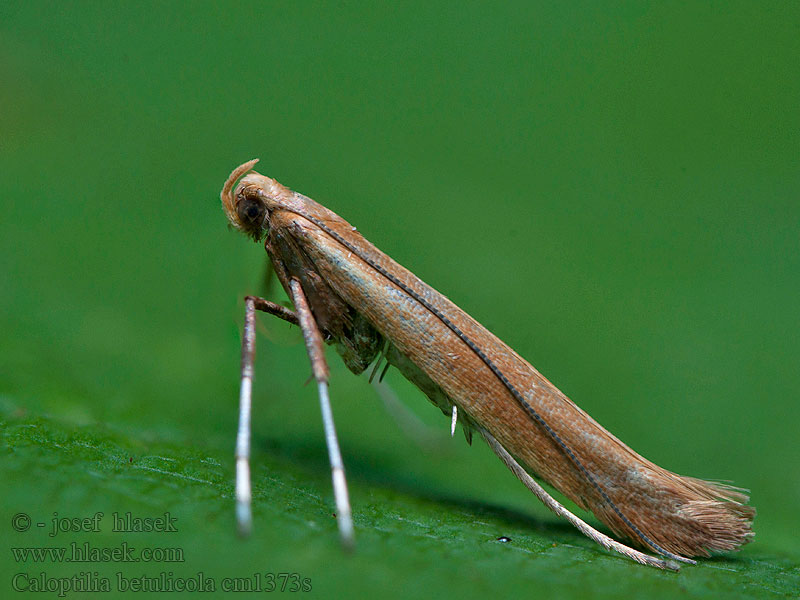 Caloptilia betulicola