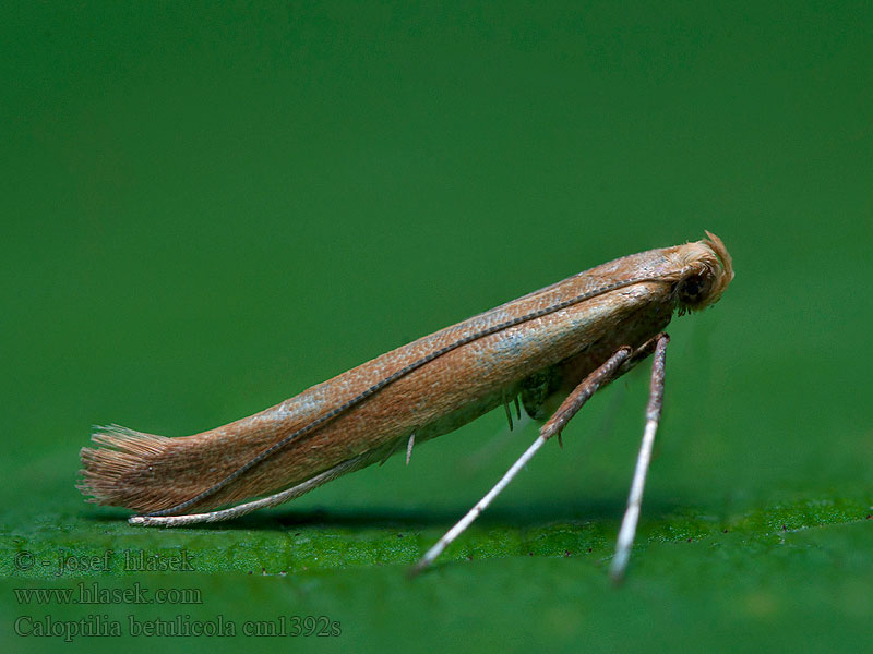 Caloptilia betulicola