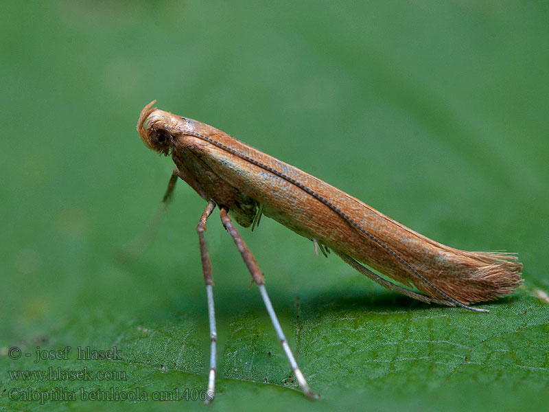 Caloptilia betulicola