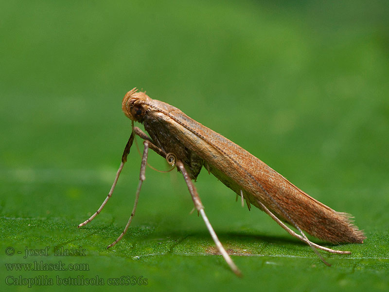 Caloptilia betulicola