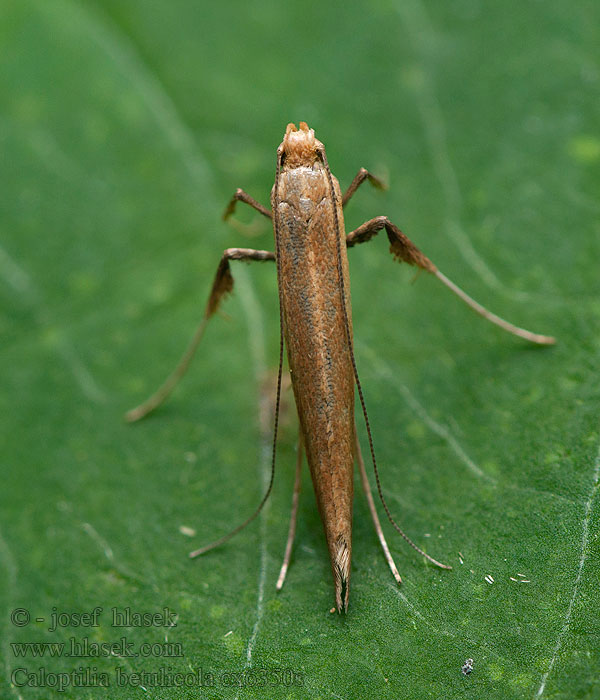 Caloptilia betulicola