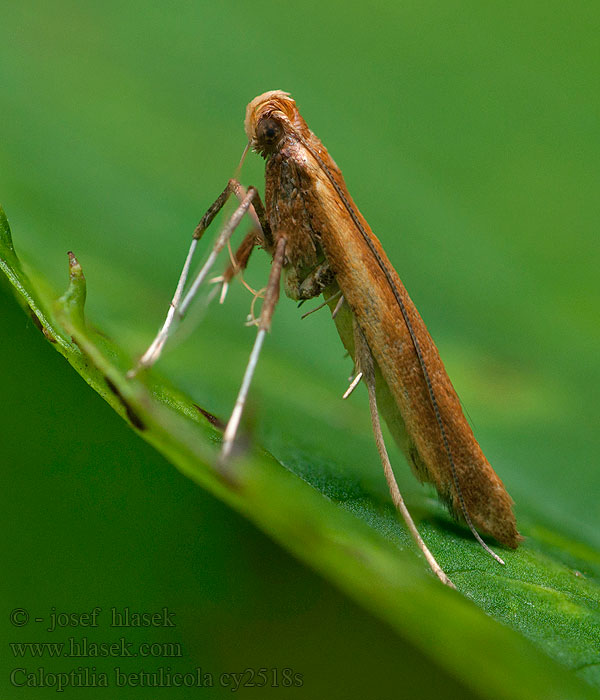 Björkstyltmal Caloptilia betulicola