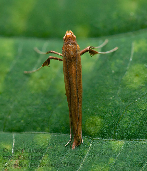 Björkstyltmal Caloptilia betulicola